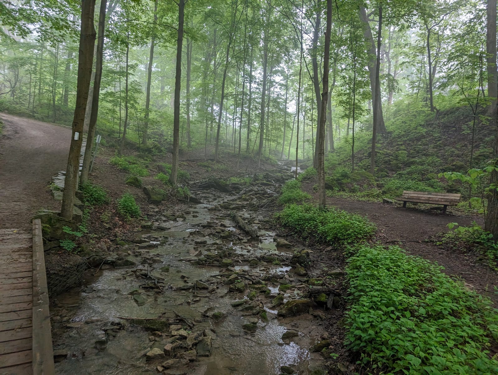 Foggy forest scene with a rocky stream, surrounded by lush green trees. A wooden bench sits on a dirt path nearby, creating a serene mood.
