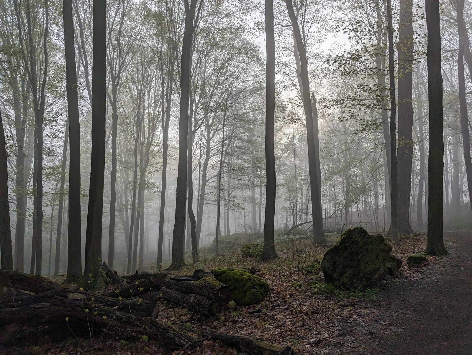 Foggy forest with tall, thin trees and scattered mossy rocks. Soft light filters through branches, creating a serene and mysterious mood.